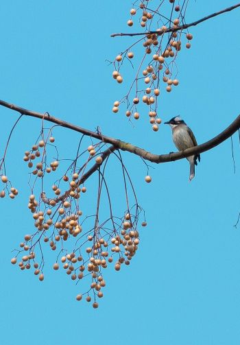 finch, jay, bird on the tree Wallpaper 1640x2360