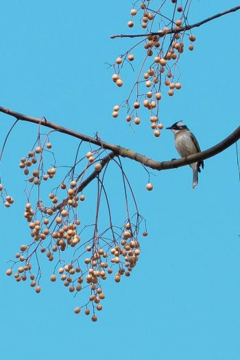 finch, jay, bird on the tree Wallpaper 640x960
