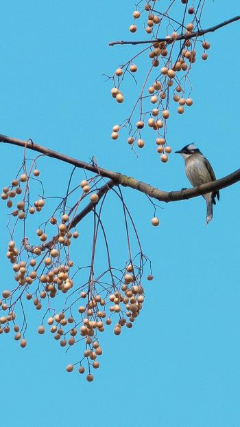 finch, jay, bird on the tree Wallpaper 640x1136
