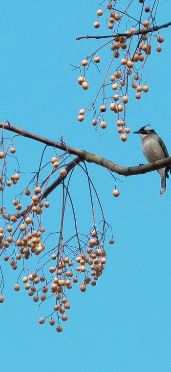 finch, jay, bird on the tree Wallpaper 1080x2340