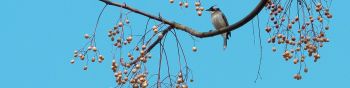 finch, jay, bird on the tree Wallpaper 1590x400
