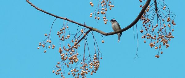 finch, jay, bird on the tree Wallpaper 2560x1080