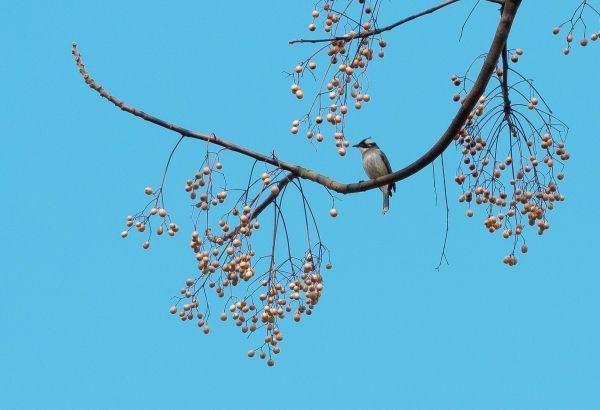 finch, jay, bird on the tree Wallpaper 3456x2366
