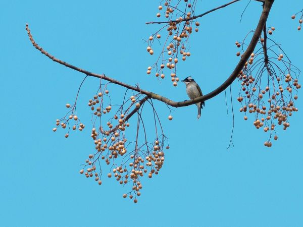 finch, jay, bird on the tree Wallpaper 1024x768