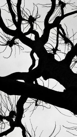 silhouette, trees, tree trunk Wallpaper 1080x1920