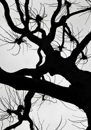 silhouette, trees, tree trunk Wallpaper 1668x2388