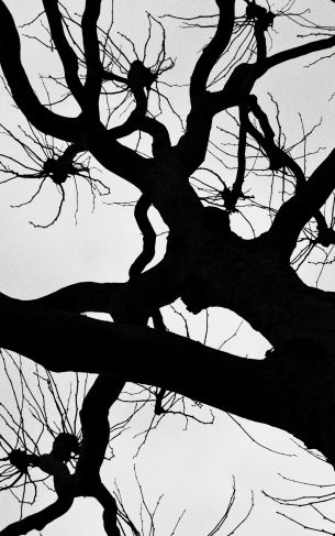 silhouette, trees, tree trunk Wallpaper 1752x2800