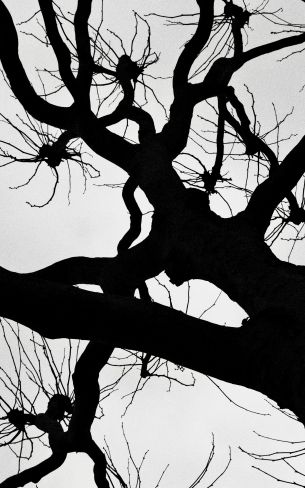silhouette, trees, tree trunk Wallpaper 800x1280