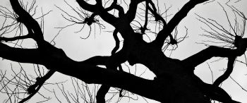 silhouette, trees, tree trunk Wallpaper 3440x1440