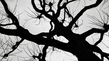 silhouette, trees, tree trunk Wallpaper 1600x900