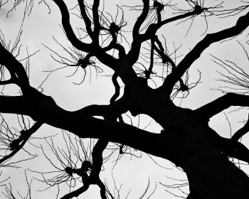 silhouette, trees, tree trunk Wallpaper 1280x1024