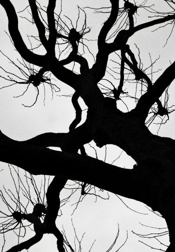 silhouette, trees, tree trunk Wallpaper 1640x2360