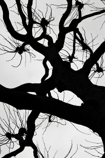 silhouette, trees, tree trunk Wallpaper 640x960