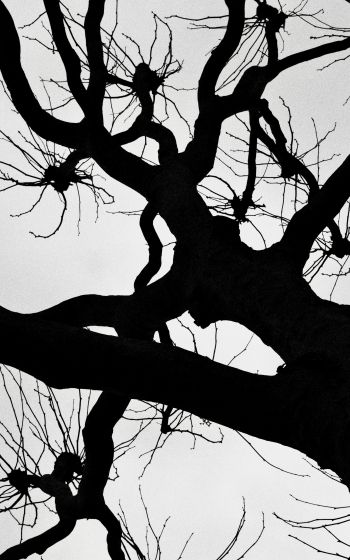 silhouette, trees, tree trunk Wallpaper 1600x2560