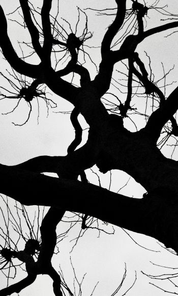 silhouette, trees, tree trunk Wallpaper 1200x2000