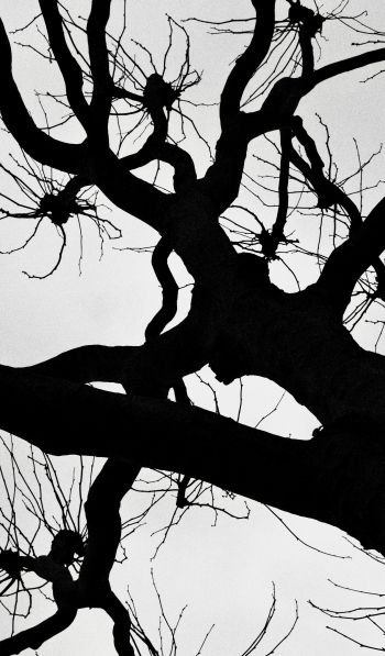 silhouette, trees, tree trunk Wallpaper 600x1024