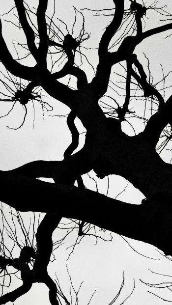 silhouette, trees, tree trunk Wallpaper 640x1136