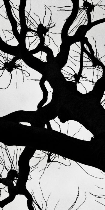 silhouette, trees, tree trunk Wallpaper 720x1440