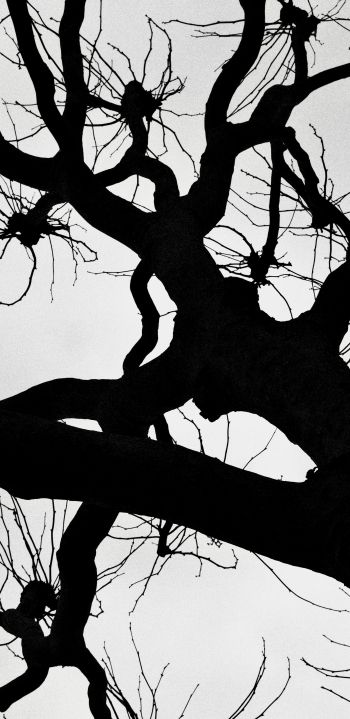 silhouette, trees, tree trunk Wallpaper 1080x2220