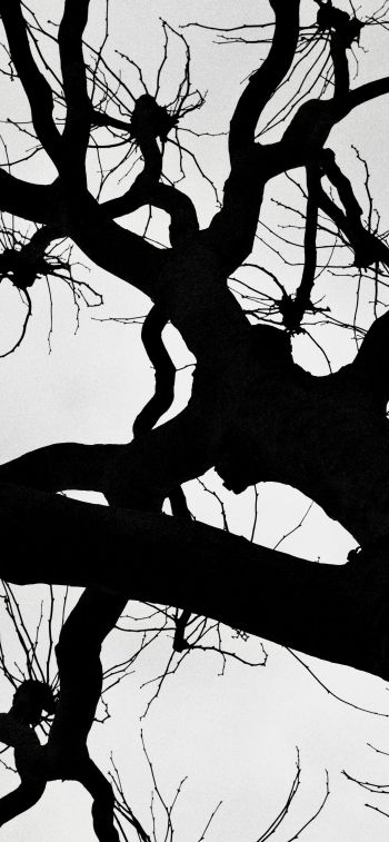 silhouette, trees, tree trunk Wallpaper 1170x2532