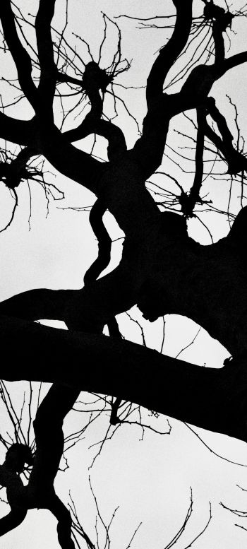 silhouette, trees, tree trunk Wallpaper 1080x2400