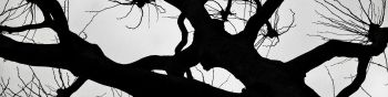 silhouette, trees, tree trunk Wallpaper 1590x400