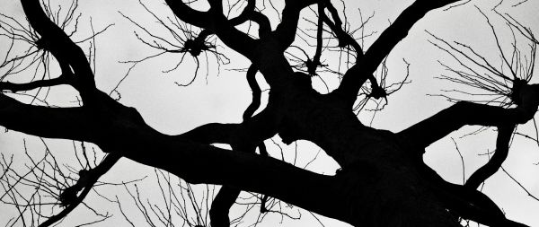 silhouette, trees, tree trunk Wallpaper 2560x1080