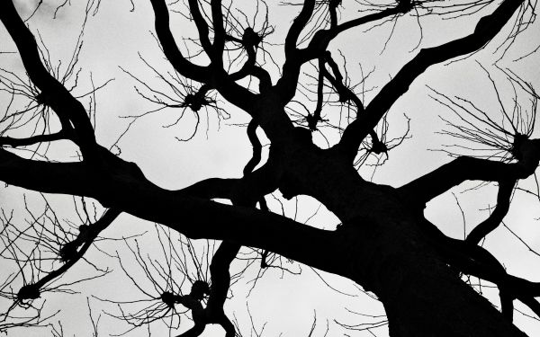 silhouette, trees, tree trunk Wallpaper 2560x1600