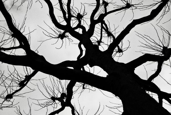 silhouette, trees, tree trunk Wallpaper 6156x4160