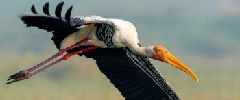 stork, flight, bird Wallpaper 3440x1440