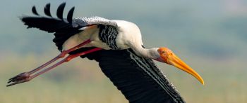 stork, flight, bird Wallpaper 2560x1080