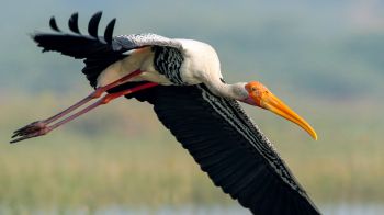 stork, flight, bird Wallpaper 1366x768