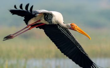 stork, flight, bird Wallpaper 2560x1600