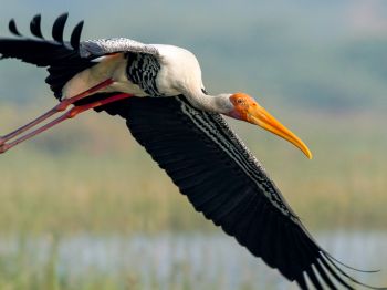 stork, flight, bird Wallpaper 1024x768