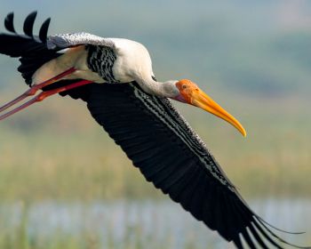 stork, flight, bird Wallpaper 1280x1024