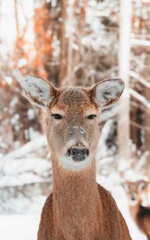 deer in nature, mammal, winter Wallpaper 1752x2800