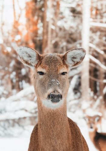 deer in nature, mammal, winter Wallpaper 1668x2388