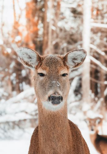 deer in nature, mammal, winter Wallpaper 1640x2360