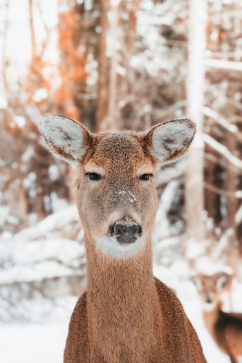 deer in nature, mammal, winter Wallpaper 640x960