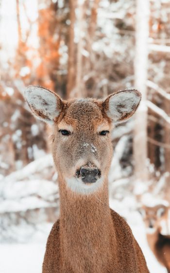 deer in nature, mammal, winter Wallpaper 1200x1920
