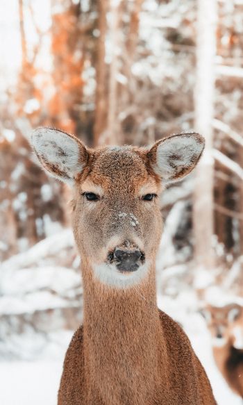 deer in nature, mammal, winter Wallpaper 1200x2000