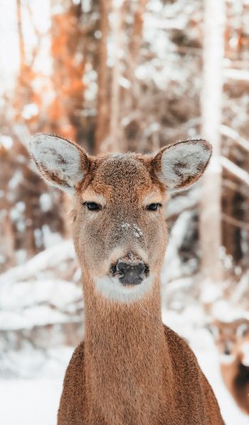 deer in nature, mammal, winter Wallpaper 600x1024