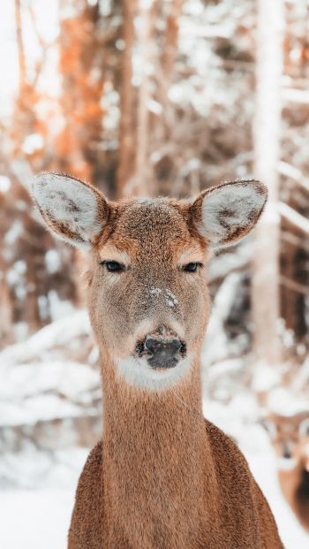 deer in nature, mammal, winter Wallpaper 640x1136