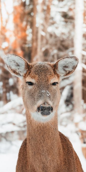 deer in nature, mammal, winter Wallpaper 720x1440