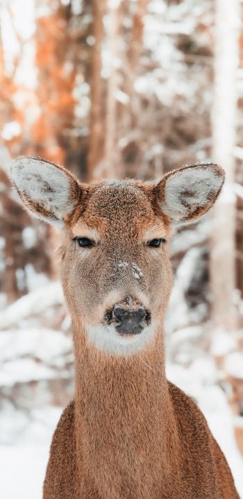 deer in nature, mammal, winter Wallpaper 1440x2960