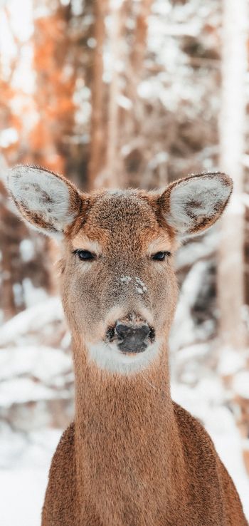 deer in nature, mammal, winter Wallpaper 720x1520