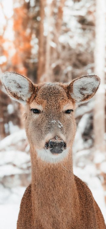 deer in nature, mammal, winter Wallpaper 1284x2778
