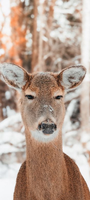 deer in nature, mammal, winter Wallpaper 1440x3200