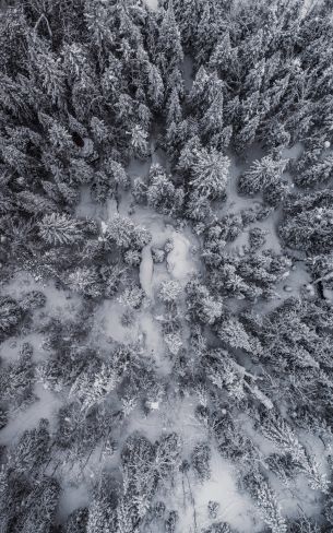 Обои 1600x2560 снегопад, фото с дрона, зима, деревья