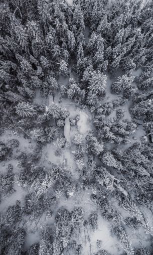snowfall, drone photo, winter, trees Wallpaper 1200x2000